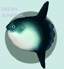  Ocean Sunfish