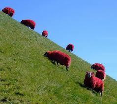  Red Sheep!