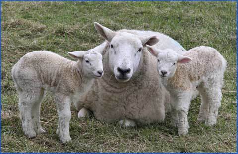  овца, овцы with Lambs