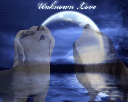  Unknown amor