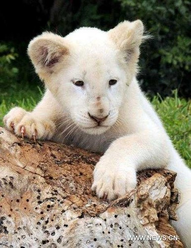  White Lion Cub