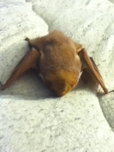  Baby bat