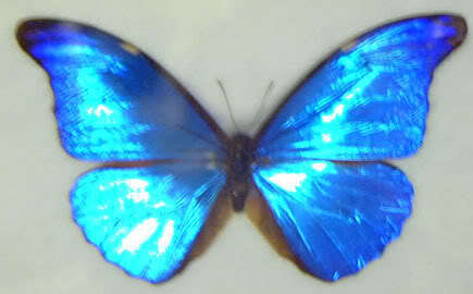  Blue kupu-kupu