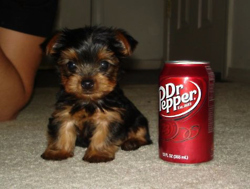  puppy pop