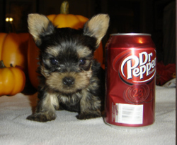 puppy pop
