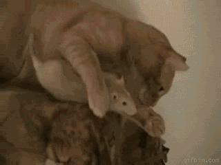  Cat & tikus Gif