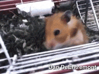  میں hamster, ہمزٹر Gif