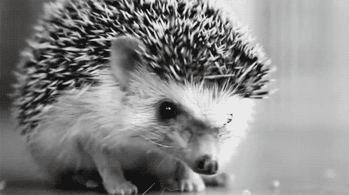 Hedgehog Gif