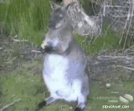  kangaroo, kangaruu Gif