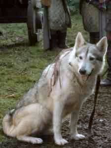 Lady - Sansa's direwolf