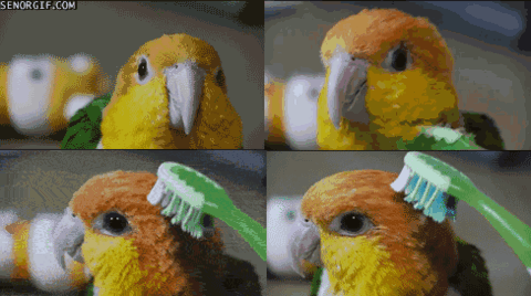 Parrot Gif