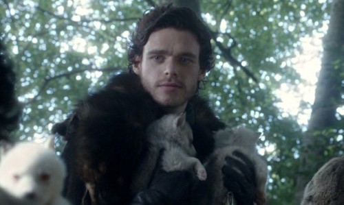  Robb Stark and direwolfs