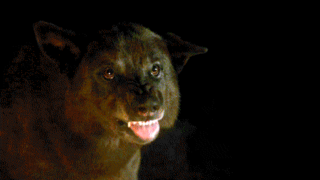  Shaggydog - Rickon's direwolf