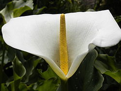 White lily.