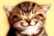  Smiling Kitty
