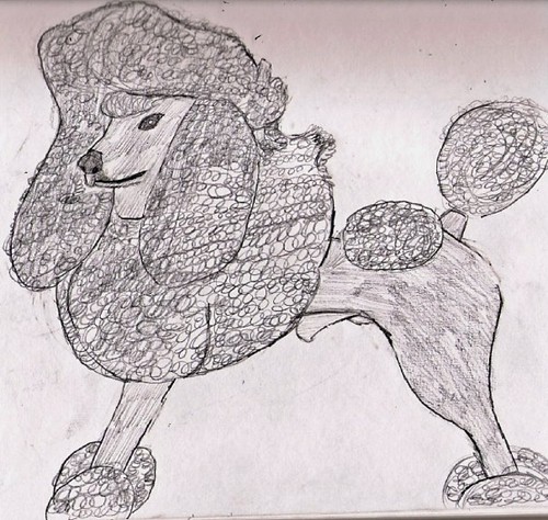  Toy Poodle drawing.