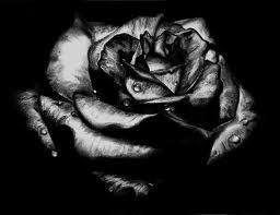  Dark Rose