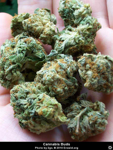  Cannabis Nuggets
