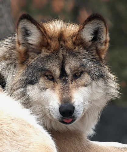  Italian serigala, wolf