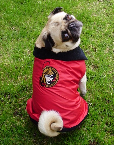  Ottawa Senators Pug پرستار