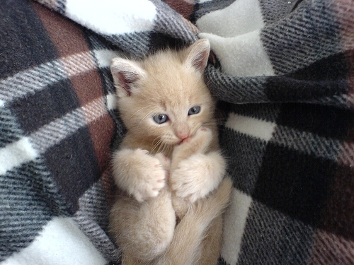  Cute Kitties <3