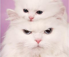  Kitties <3