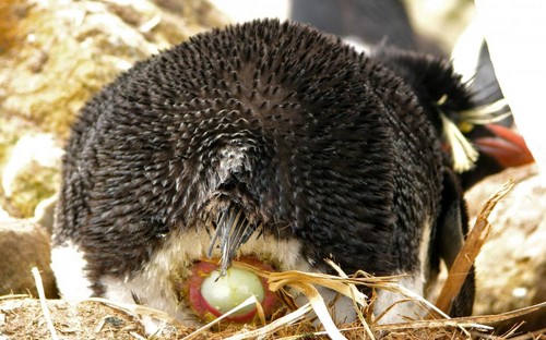  Rockhopper pinguïn Laying An Egg