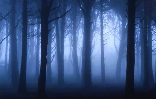  Dark Woodland Night Обои
