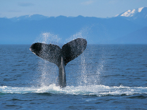  Humpback 鲸, 鲸鱼