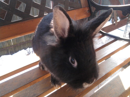  My bunny