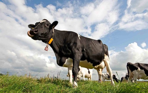  Cow wallpaper