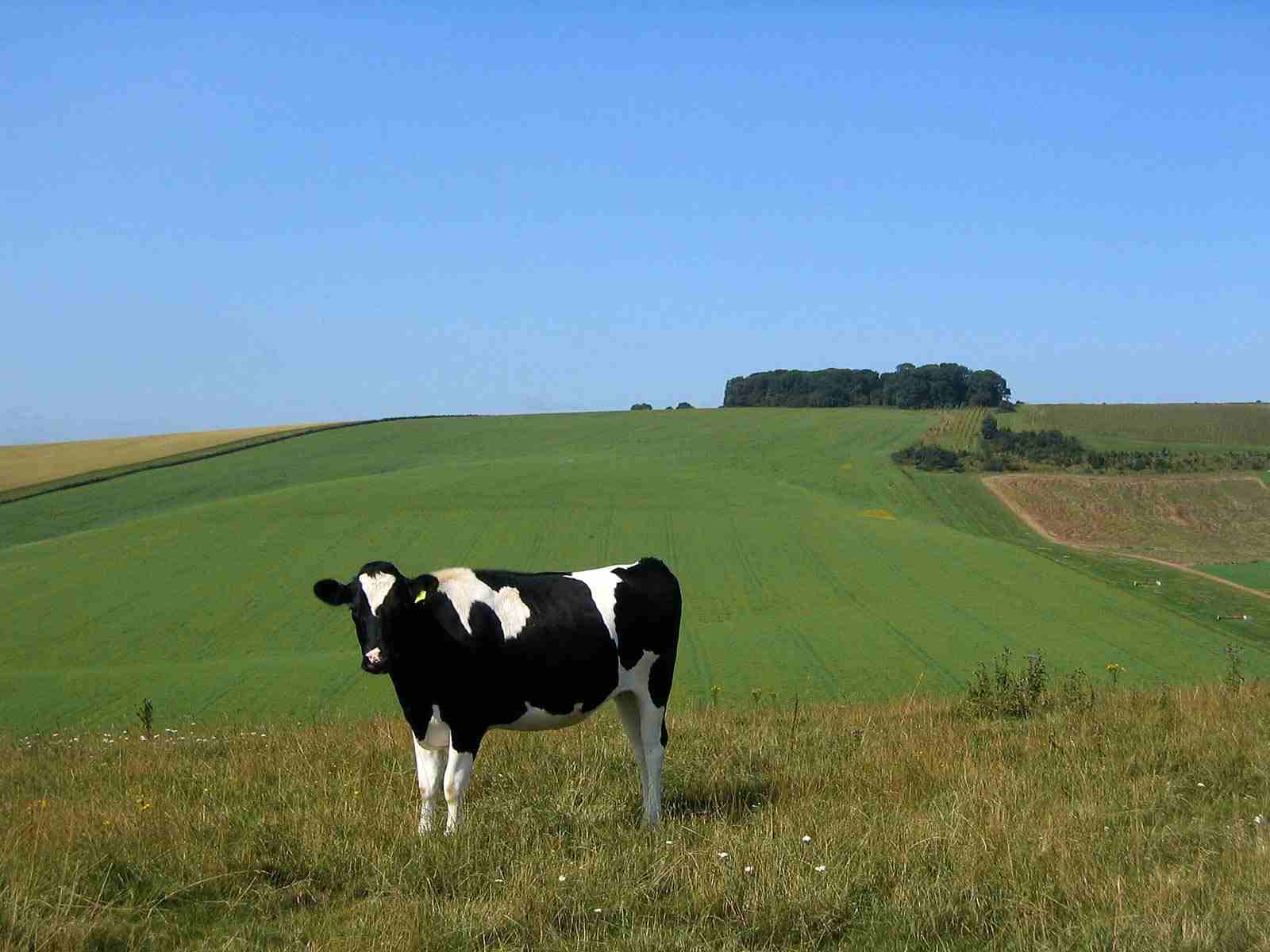 Cow Wallpaper - Cows Wallpaper (26942819) - Fanpop