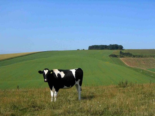  Cow achtergrond