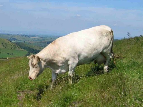  Cow Hintergrund