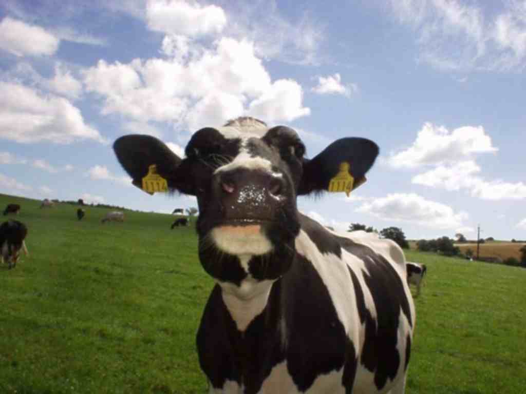 Cow Wallpaper - Cows Wallpaper (26942829) - Fanpop