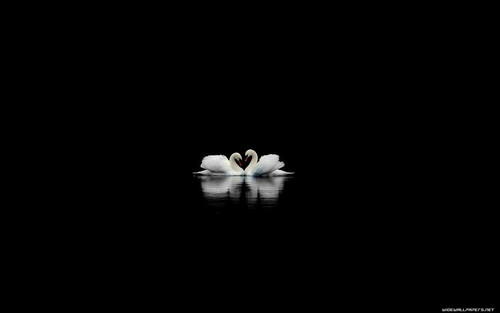 Swans on a Black Lake Wallpaper
