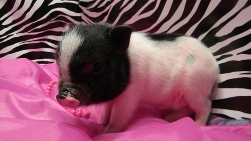  찻잔 pig (tiny of the tiny)