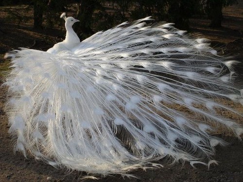  albino peacock