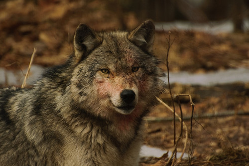 serigala, wolf