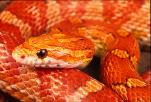  玉米 Snake