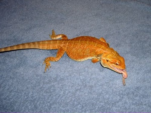  Some of my Mixed Bearded Dragon Shots