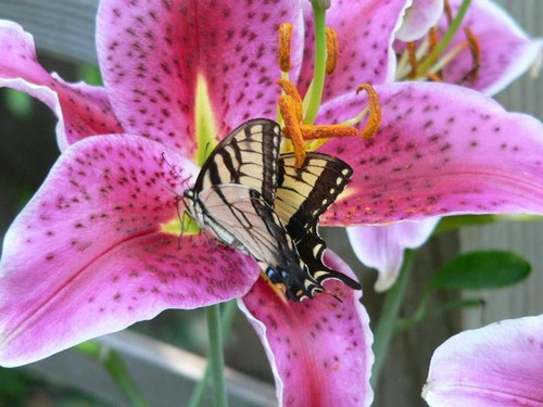  butterfly, kipepeo on stargazer lily