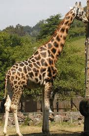 ♫ Giraffes~ ♫