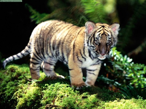  Amur Tiger Cub