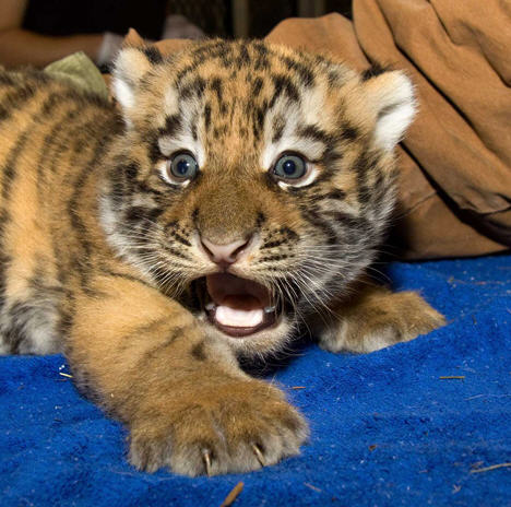  Amur Tiger Cub