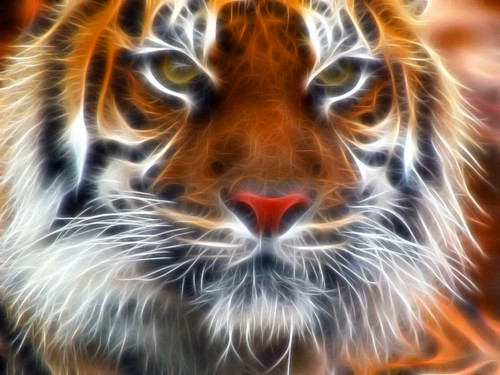  Amur Tiger Fractal