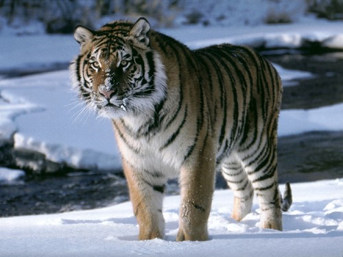  Amur Tiger Snow