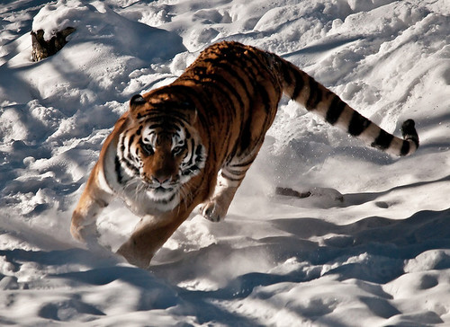  Amur Tiger Snow
