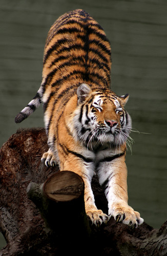  Amur Tiger Stretch