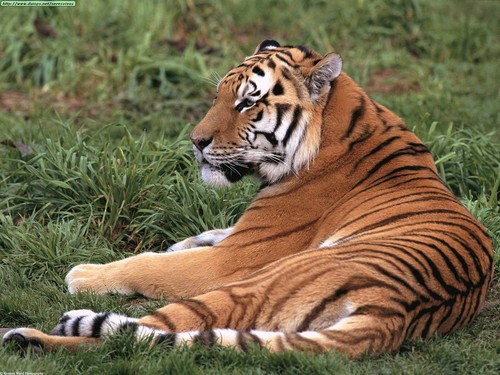  Amur Tiger